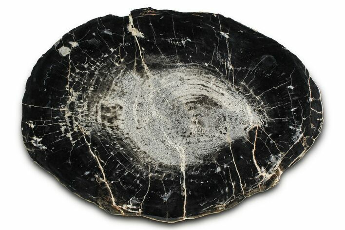 Triassic Petrified Wood (Conifer) Round - Circle Cliffs, Utah #382190